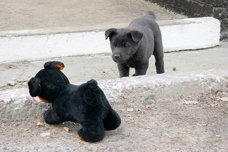 带玩具狗的有趣的街头小狗高清图片