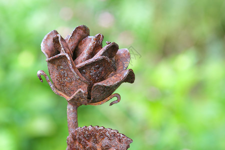 生锈的人造铁玫瑰花花园装饰品背景图片