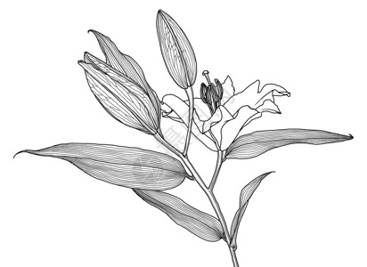 带叶和芽的百合花的逼真线性图植物群雄蕊插图黑与白打印百合绘画叶子艺术花瓣背景图片