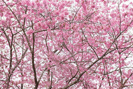 抽象的粉色花朵季节性森林背景图片
