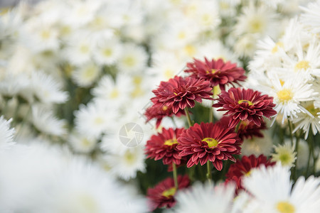 菊花开花公园花朵植物花粉背景图片