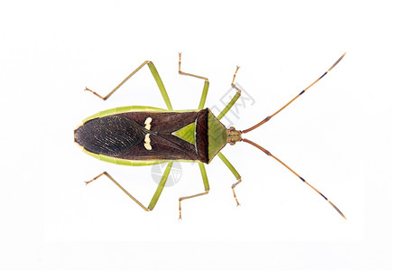 五科在白色背景中隔离的绿色豆类舱虫Hemiptera图像 动物 昆虫害虫天线翅膀动物群宏观昆虫学植物漏洞荒野生物背景
