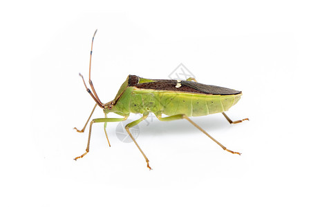 五科在白色背景中隔离的绿色豆类舱虫Hemiptera图像 动物 昆虫叶子害虫棉布生物学野生动物荒野橙子翅膀半翅目花园背景