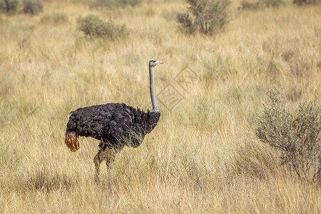 南非Kgalagadi跨界公园的非洲Ostrich鸵鸟生物保护区目的地荒野动物跨境摄影野生动物鹤科背景