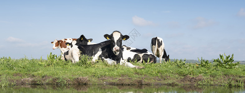 水边的小奶牛在荷兰的阿姆斯福特附近 达屈草地上发现的年轻小牛群农田哺乳动物家畜草原动物反刍动物奶牛农业奶制品牧场背景