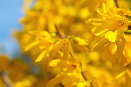 美丽的黄褐色花朵在春天的花园里开花 2021年的潮流颜色背景图片