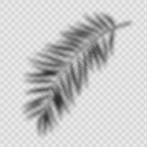 逼真的抽象棕榈叶阴影在透明背景下被隔离 矢量插图植物品牌叶子热带树叶棕榈横幅小样推广阳光背景图片