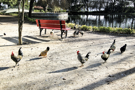 水母鸡在波尔图的红板凳旁边行走的鸡背景