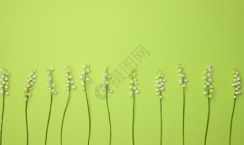 盛开的山谷百合花花束 绿色背景 顶层景色 贺卡的美丽背景生日白色植物季节植物群背景图片