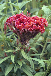 Cockscomb花朵的近闭图像鸡冠植物植物学生物被子鸡冠花植物群生物学园艺背景图片