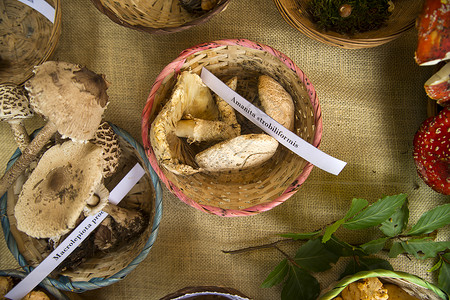 多种蘑菇组合混合蘑菇桌子美食季节浆果组合食物蔬菜收成季节性森林背景