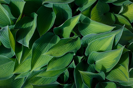 长绿色玉簪叶背景与复制空间 夏天和自然的概念高清图片
