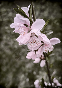 桃花枝和美丽的粉红色花朵背景图片