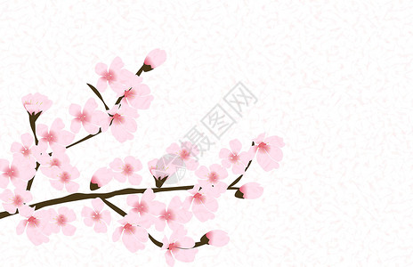 樱桃开花抽象花卉樱花花日本自然背景矢量图案制作插图卡片花园花朵婚礼季节白色粉色花瓣插画