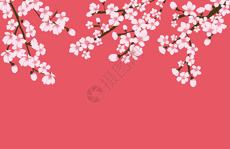 抽象花卉樱花花日本自然背景矢量图案制作插图花朵粉色卡片花园白色季节花瓣婚礼背景图片