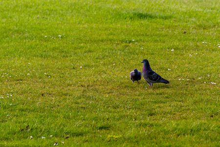两只鸽子走在草坪里场地植物蓝色花园野生动物草地背景图片
