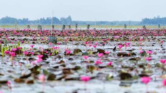 荷花四条屏Thale Noi水禽保护区公园的Lotus池塘旅行热带百合花朵植物荷花叶子环境花园植物群背景