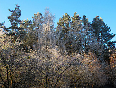 寒冬阳光明媚的白天 树上布满了无雨霜背景图片