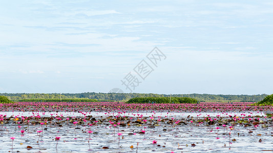 荷花四条屏Thale Noi水禽保护区公园的Lotus池塘热带花园公园荷花场地叶子环境花海旅行旅游背景