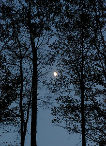 黑色的树影和闪亮的月亮背景图片