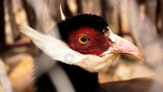 十字花笼子里的白耳野鸡 动物园或农场里的鸟羽毛野生动物配种家禽耳朵包子耳膜姿势眼睛动物群背景