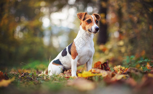 小杰克罗素特瑞尔狗 坐在棕色的叶子上 漂亮的模糊布基秋天背景小猎犬树叶橙子季节花园宠物公园森林地面朋友图片