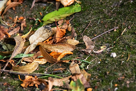 黄秋 绿苔树上叶子紧闭宏观苔藓绿色金子荒野棕色红色植物植物群公园背景图片
