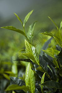 慕那尔绿茶种植田场地农场农田叶子农业树叶植物风景花园季节背景