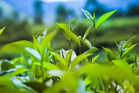 那柯里美丽新绿色茶叶种植园阳台风景旅行叶子栽培场地农田爬坡季节热带背景