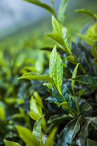 杰梅尔位于斯里兰卡的新绿茶园花园叶子爬坡种植园树叶农场旅行植物农业风景背景