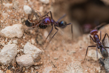 微小蚂蚁 用宏观透镜拍摄微距摄影野生动物昆虫宏观生活背景图片