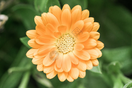 橙色花朵 用宏观透镜拍摄背景图片