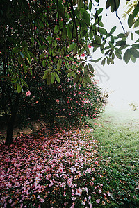 带通道花瓣一个充满粉红花瓣的花园 在超阳光明光下 有很多复制空间背景