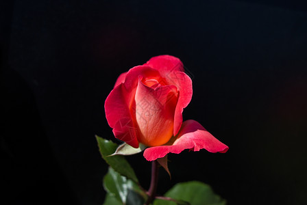 黑色背景的美丽玫瑰花玫瑰花园植物绿色叶子花瓣礼物背景图片