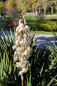 丽丝亚科多年生灌木的丝兰花在自然花园中的布置植被园艺生物学旅行季节环境场地花瓣生活亚科背景
