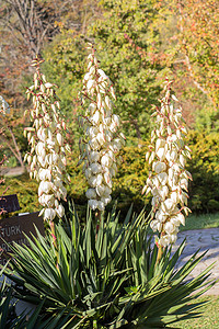 丽丝亚科多年生灌木的丝兰花在自然花园中的布置生长植物场地生物学生活公园园艺季节花瓣旅行背景