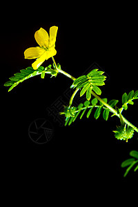 黑底的孤立小卡通杂草植物宏观菱角热带绿色草本植物白色叶子陆地野花背景图片