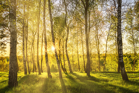 日落或日出时 太阳射线穿透树丛 在树林里刺穿了树枝春林生长阳光生活光束太阳光第一叶嫩叶叶子风景背景图片