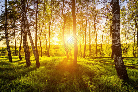 日落或日出时 太阳射线穿透树丛 在树林里刺穿了树枝太阳光桦木光束春林生活风景阳光生长第一叶叶子背景图片