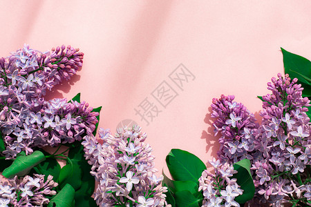 粉红色的 copyspace 背景上的淡紫色分支 开花的分支紫丁香紫花墙纸脆弱性季节花园植物学紫色植物群横幅背景图片