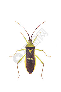 五科绿色豆荚虫 半翅目 在白色背景上的图像 从顶视图 昆虫 动物叶子荒野橙子棉布昆虫学花园臭虫生物宏观生物学背景