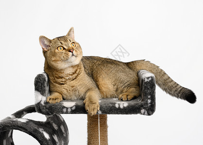 苏格兰纯正的中国辣椒 躺在一个多层次的游戏馆上小猫划痕谎言游戏房子工作室猫咪猫科玩具绳索背景图片