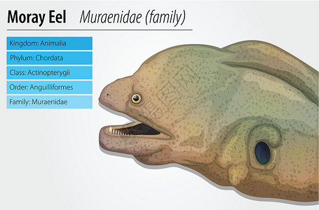 海鳗游泳盘子动物科学生物学生态插图鳗鱼食肉野生动物高清图片