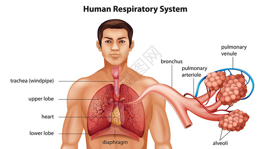 小静脉人类的呼吸系统插画