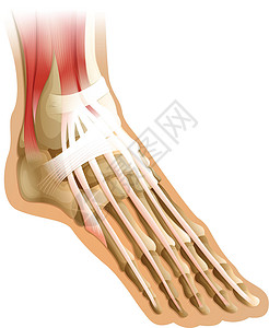 掌长肌人类福长肌解剖学胫骨楔形跗骨白色柔性组织肌肉跖骨插画