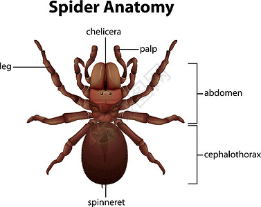 螯蜘蛛解剖插画