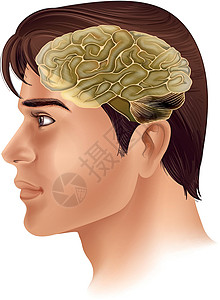 大脑额叶人脑大脑男人中枢神经障碍神经管肌肉系统枕骨哺乳动物静脉插画