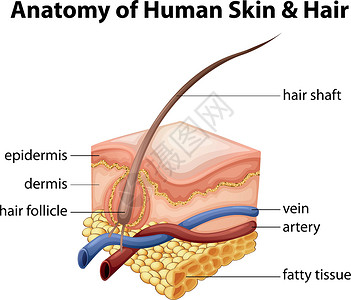 皮肤肌底人体皮肤与海的解剖插画
