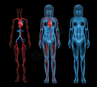 血液循环系统女性循环系统科学血液蓝色流通绘画血浆动脉营养素电解质主动脉插画