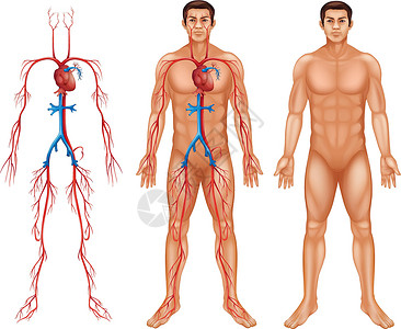 静脉溶栓男性循环系统绘画科学主动脉总动脉肱动脉下腔上腔流通静脉解剖学插画